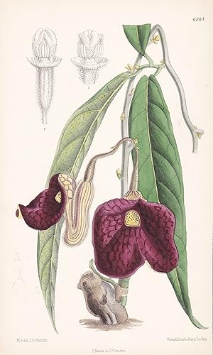 Seller image for Aristolochia Longifolia - Native of Hong Kong - Tab. 6884" - Hong-Kong / Pflanze Planzen plant plants / flower flowers Blume Blumen / botanical Botanik botany / aus "Curtis's Botanical Magazine; or Flower-Garden Displayed" for sale by Antiquariat Steffen Vlkel GmbH