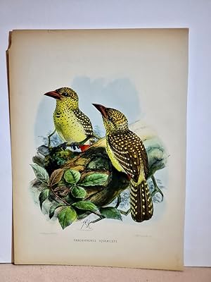 Seller image for Trachyphonus Squamiceps. ( = Bartvogel ). Altkolorierte Lithographie um 1900. for sale by Antiquariat Friederichsen