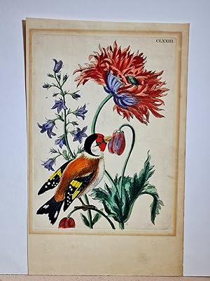 Glockenblume und Mohn mit Stieglitz oder Distelfink / Goldfinch with campanula and poppy. Altkolo...