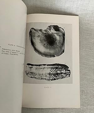 Seller image for Post-Triasic Nautiloid Genera, with Twenty-Eight Plates. (Bulletin of the Museum of Comparative Zoology at Harvard College, Vol. 114, No. 7) for sale by Dark and Stormy Night Books