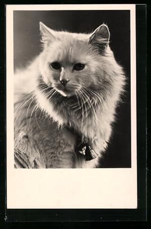 Bild des Verkufers fr Ansichtskarte Weisse Katze mit Glckchen am Hals zum Verkauf von Bartko-Reher