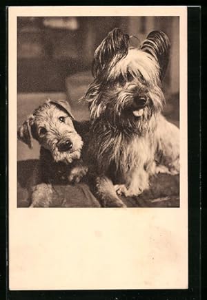 Ansichtskarte Österreichischer Tierschutzverein, Airedaile- und Skye-Terrier
