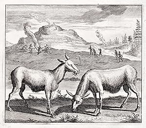 Bild des Verkufers fr (Wildziege Wildschaf Ziege Schaf coat sheep) zum Verkauf von Antiquariat Steffen Vlkel GmbH