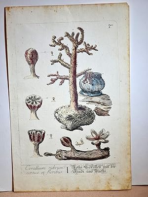 Rothe Corallen mit der Rinde und Blüthe - Corallium rubrum cortice et floribus. Altkolorierter Ku...