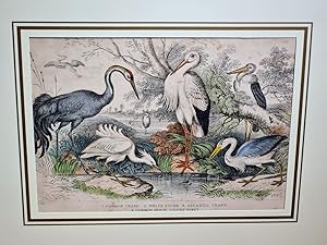 Common Crane - White Stork - Gigantic Crane - Common Heron - LIttle Egret. Altkolorierter Holzsti...
