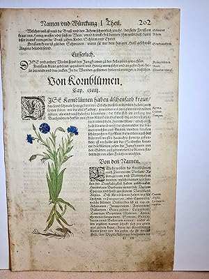 Kornblumen: Altkolorierter Holzschnitt *Kornblumen* mit Text aus dem Kräuterbuch des Hieronymus B...