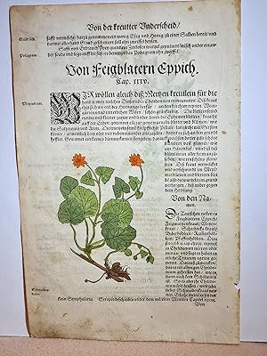 Bild des Verkäufers für Von Feigblatern Eppich / Erdtrauch. Altkolorierter Holzschnitt mit Text aus dem Kräuterbuch des Hieronymus Bock aus dem Jahre 1580 ( = Blatt 40 + 41 ). zum Verkauf von Antiquariat Friederichsen
