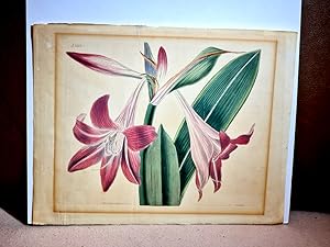 Curtis Double Sheet Plate 2113 Griffin's netted-veined Amaryllis. ( Kolorierte Radierung aus: *Cu...