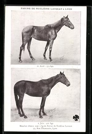 Bild des Verkufers fr Ansichtskarte Lyon, Reklame fr Farine de Nucline Lavocat, Zwei Pferde im Vorher-Nachher-Vergleich zum Verkauf von Bartko-Reher