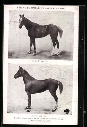 Bild des Verkufers fr Ansichtskarte Lyon, Reklame fr Farine de Nucline Lavocat, Zwei Pferde im Vorher-Nachher-Vergleich zum Verkauf von Bartko-Reher