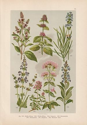 Original-Chromolithographie. Pfeffer-Minze, Wasser-Minze, Lavendel, Gartensalbei, Wiesensalbei, T...