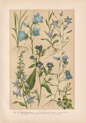 Original-Chromolithographie. Wuchernde Glockenblume, Rundblättrige Glockenblume, Pfirsischblättri...