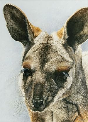 An original painting of a yellow-footed rock wallaby