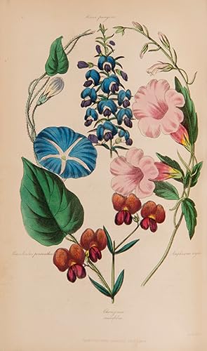 Bild des Verkufers fr The Floricultural Cabinet and Florist's Magazine. zum Verkauf von Shapero Rare Books