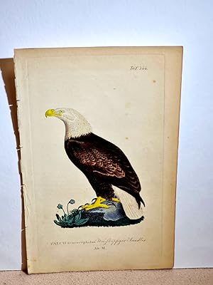 Falco leucocephalus. Weißköpfiger Seeadler. Altkolorierter Kupferstich aus *Neumann: Naturgeschic...