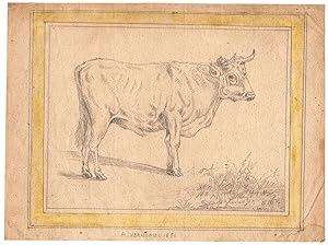Antique Drawing-ANIMAL-BULL-MEADOWS-Anonymous-Verhoesen-1856