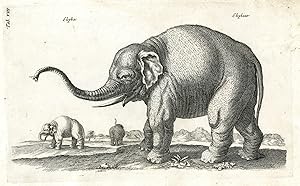 Bild des Verkufers fr Antique Print-ANIMAL-ELEPHANT-TRUNK-TUSK-LANDSCAPE-Merian-Jonston-1657 zum Verkauf von Pictura Prints, Art & Books