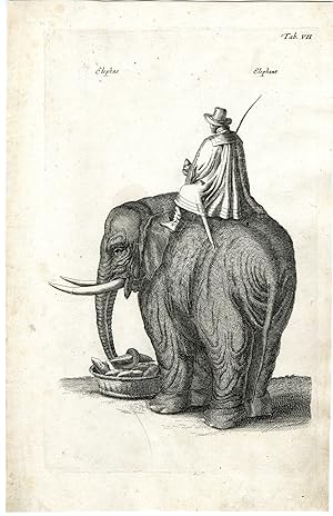 Bild des Verkufers fr Antique Print-ELEPHANT-MAN ON HIS BACK-SWORD-WHIP-Merian-Jonston-1657 zum Verkauf von Pictura Prints, Art & Books