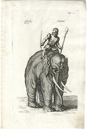 Bild des Verkufers fr Antique Print-ANIMAL-ELEPHANT-MAN ON HIS BACK-TRIDENT-STICK-Merian-Jonston-1657 zum Verkauf von Pictura Prints, Art & Books