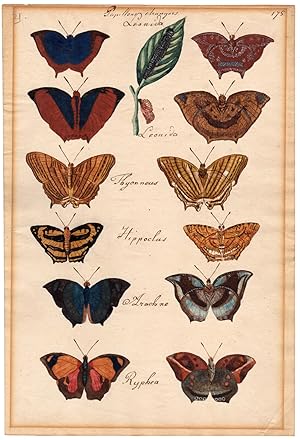 Antique Drawing-BUTTERFLY-EXOTIC-LEONIDA-HIPPOCLUS-ARACHNE-PUPA-Anonymous-1800