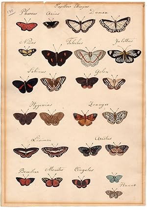 Antique Drawing-BUTTERFLY-EXOTIC-PHAREUS-ARIUS-DAMON-NICIAS-Anonymous-1800