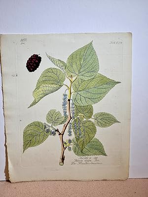 Der Maulbeerbaum - Morus - Morus nigra. Altkolorierter Kupferstich auf Büttenpapier aus *Icones P...