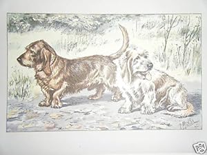 CHROMOLITHOGRAPHIE DE MAHLER REPRESENTANT DES CHIENS