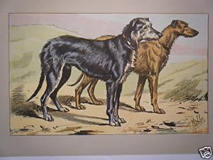 CHROMOLITHOGRAPHIE DE MAHLER REPRESENTANT DEUX CHIENS