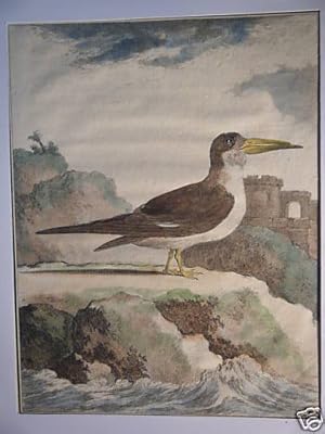 GRAVURE 18ème d'EPOQUE REPRESENTANT UN OISEAU