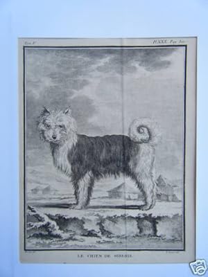 GRAVURE SUR BOIS 18ème D'EPOQUE CHIEN DE SIBERIE