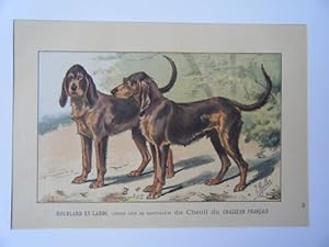 CHROMOLITHOGRAPHIE MAHLER 20ème CHIENS GRIS SAINT LOUIS