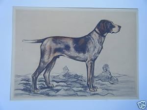 GRAVURE EN COULEUR de ANDRE COLLOT 20ème CHIEN BRAQUE ALLEMAND