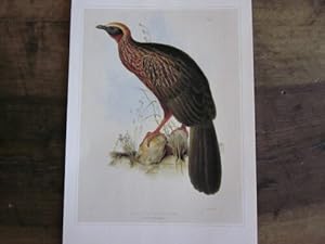 TIRAGE 20ème OISEAU PENELOPE