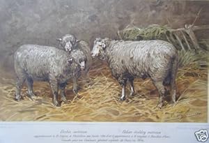 CHROMOLITHOGRAPHIE 19ème BREBIS MERINOS BELIER DISHLEY