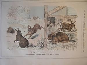 GRAVURE COULEUR DE DEMARLE 1887 LIEVRE LAPIN GARENNE