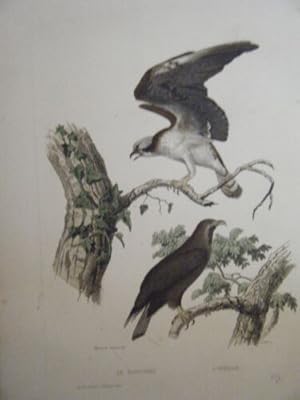 GRAVURE COULEUR 19ème OISEAU LE BALBUSARD L' ORFRAIE