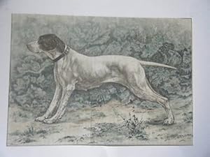 GRAVURE AQUARELLEE DE MASSON CHIEN LICE POINTER