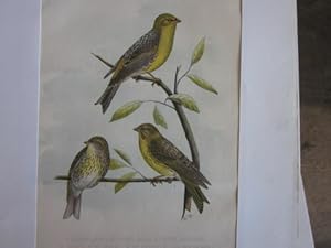 TIRAGE 20 ème OISEAU SERIN