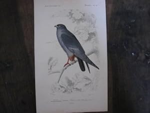 GRAVURE COULEUR 19ème OISEAU DE PROIE FAUCON