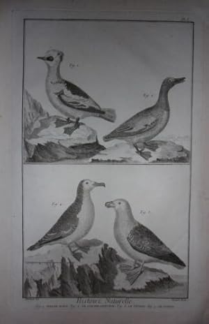 GRAVURE ORIGINALE CUIVRE MARTINET 1768 PIETTE MALE CANARD SIFFLEUR PETREL PUFFIN