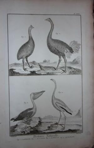 GRAVURE ORIGINALE CUIVRE DE MARTINET 1768 AUTRUCHE CASOAR LE PELICAN LE FLAMANT