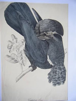 LITHOGRAPHIE 19ème CEPHALOPTERE ORNE