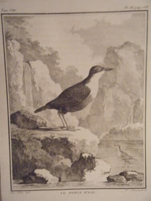 GRAVURE 18ème d' EPOQUE OISEAU LE MERLE D' EAU