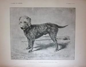 GRAVURE SUR BOIS 19ème CHIEN BEDLINGTON TERRIER NELSON