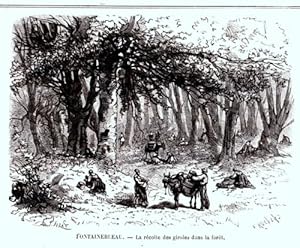 GRAVURE SUR BOIS 19ème FONTAINEBLEAU LA RECOLTE DES GIROLES DANS LA FORET