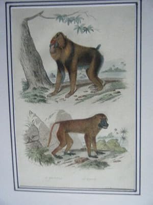 GRAVURE COULEUR 19ème SINGES LE MANDRILL LE PAPION