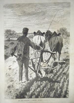 GRAVURE SUR BOIS 19ème LE MONDE ILLUSTRE JANVIER LE LABOUR