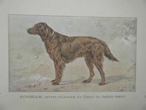 GRAVURE COULEUR DE MALHER 20ème CHIEN SETTER IRLANDAIS