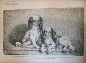 GRAVURE SUR BOIS 19ème CHIEN BLENHEIM SPANIELS LITTLE FRANCE