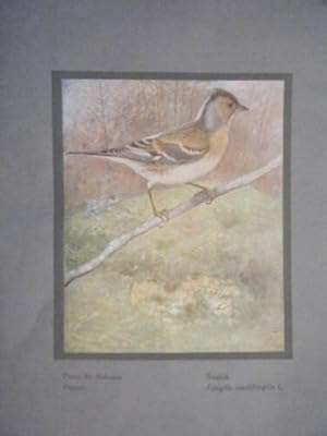 GRAVURE EN QUADRICHROMIE 20ème OISEAUX PINSON DES ARDENNES